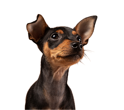 Pinscher olhando curioso